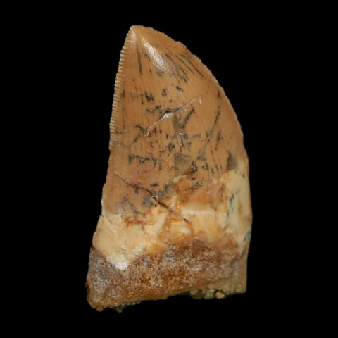 1.4" Carcharodontosaurus Fossil Tooth Cretaceous Dinosaur Morocco COA Stand