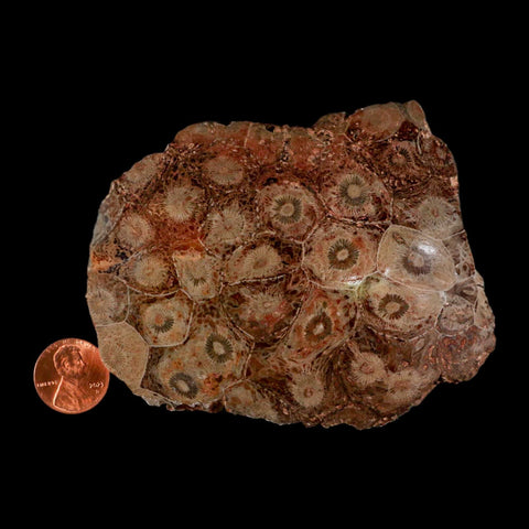3.9" Polished Hexagonaria Coral Fossil Devonian Age 350 Million Yrs Old Morocco - Fossil Age Minerals