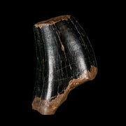 1" Tyrannosaurus Rex Fossil Tooth Section Lance Creek Cretaceous Dinosaur WY COA