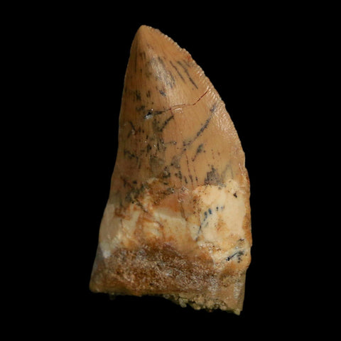 1.4" Carcharodontosaurus Fossil Tooth Cretaceous Dinosaur Morocco COA Stand