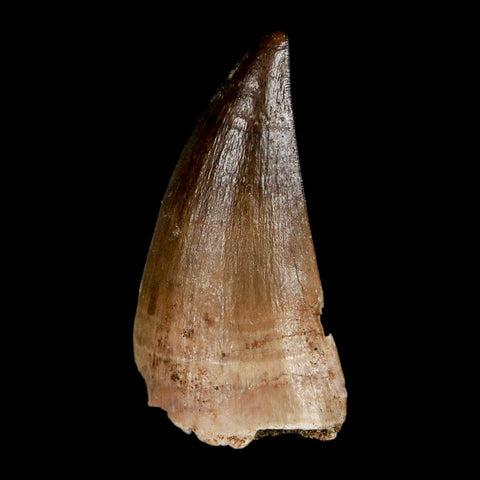 1.9" Mosasaur Prognathodon Fossil Tooth Cretaceous Dinosaur Era COA, Stand - Fossil Age Minerals