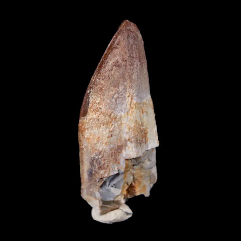 1.1" Lambeosaurus Fossil Tooth Judith River FM MT Cretaceous Dinosaur COA Display - Fossil Age Minerals