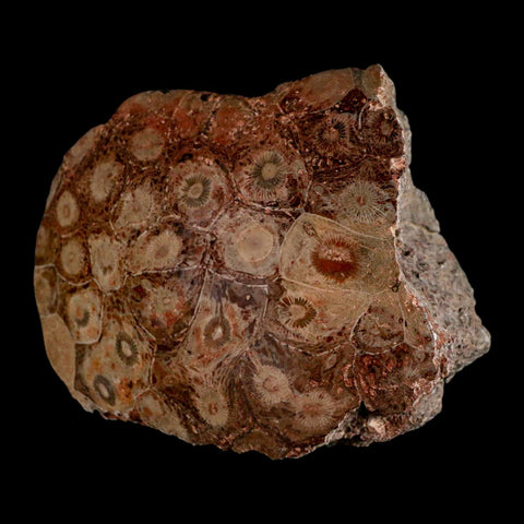 3.9" Polished Hexagonaria Coral Fossil Devonian Age 350 Million Yrs Old Morocco - Fossil Age Minerals