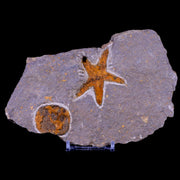 51MM Brittlestar Petraster Starfish Fossil Ordovician Blekus Morocco COA, Stand