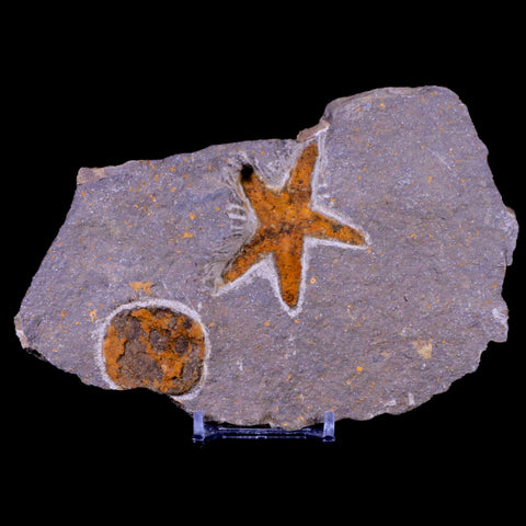 51MM Brittlestar Petraster Starfish Fossil Ordovician Blekus Morocco COA, Stand - Fossil Age Minerals