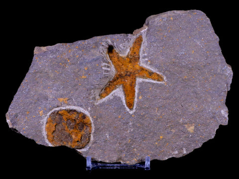 51MM Brittlestar Petraster Starfish Fossil Ordovician Blekus Morocco COA, Stand - Fossil Age Minerals