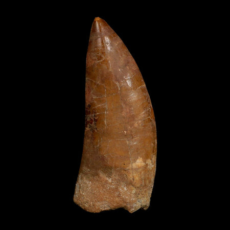 XL 4" Carcharodontosaurus Fossil Tooth Cretaceous Dinosaur Morocco COA