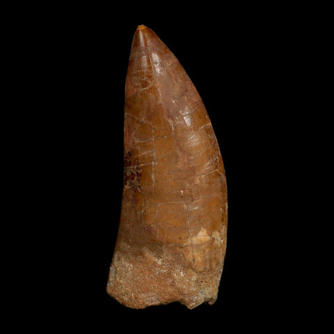 XL 4" Carcharodontosaurus Fossil Tooth Cretaceous Dinosaur Morocco COA