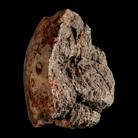 3.9" Polished Hexagonaria Coral Fossil Devonian Age 350 Million Yrs Old Morocco - Fossil Age Minerals