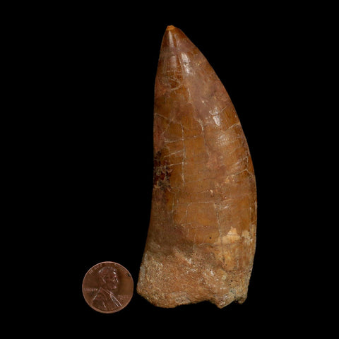 XL 4" Carcharodontosaurus Fossil Tooth Cretaceous Dinosaur Morocco COA