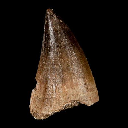 1.9" Mosasaur Prognathodon Fossil Tooth Cretaceous Dinosaur Era COA, Stand