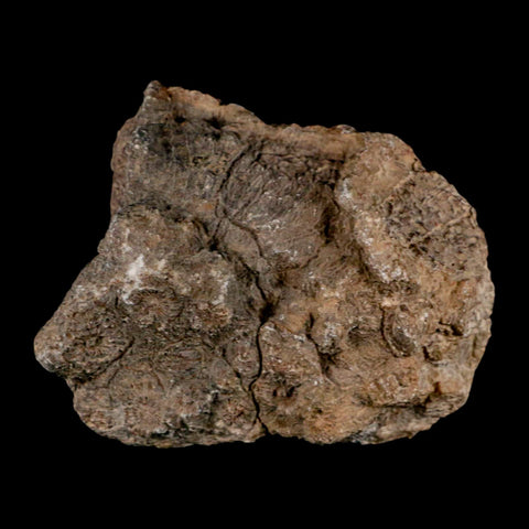 3.9" Polished Hexagonaria Coral Fossil Devonian Age 350 Million Yrs Old Morocco - Fossil Age Minerals