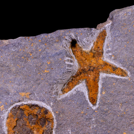 51MM Brittlestar Petraster Starfish Fossil Ordovician Blekus Morocco COA, Stand