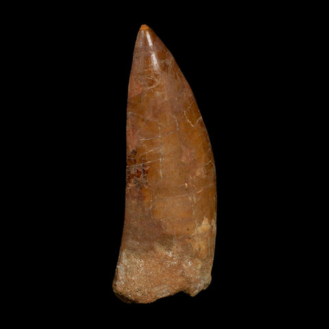XL 4" Carcharodontosaurus Fossil Tooth Cretaceous Dinosaur Morocco COA