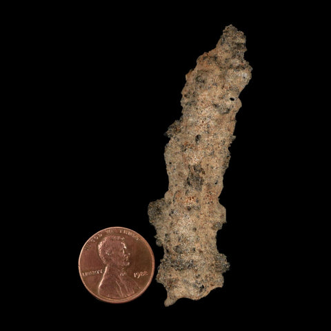 2.8" Fulgurite Petrified Lightning Strike Glass Sahara Desert Algeria - Fossil Age Minerals