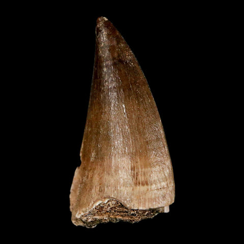 1.9" Mosasaur Prognathodon Fossil Tooth Cretaceous Dinosaur Era COA, Stand - Fossil Age Minerals