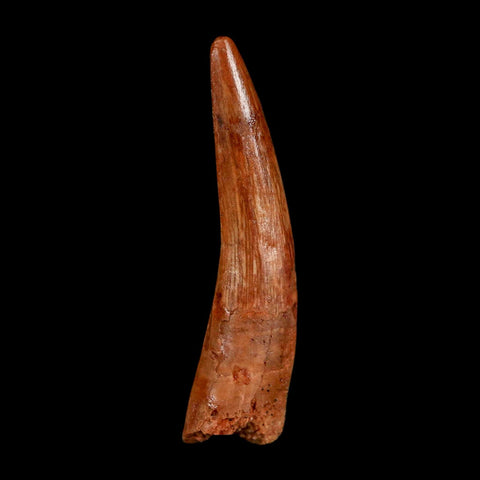 1.8" Spinosaurus Fossil Tooth 100 Million Years Old Cretaceous Dinosaur COA Stand