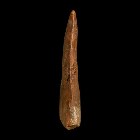 XL 4" Carcharodontosaurus Fossil Tooth Cretaceous Dinosaur Morocco COA
