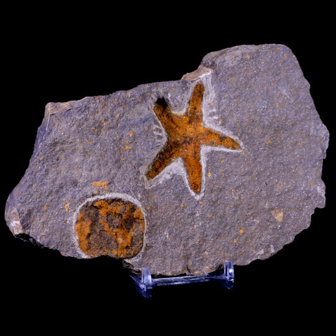 51MM Brittlestar Petraster Starfish Fossil Ordovician Blekus Morocco COA, Stand - Fossil Age Minerals