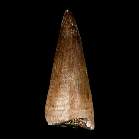 1.9" Mosasaur Prognathodon Fossil Tooth Cretaceous Dinosaur Era COA, Stand - Fossil Age Minerals