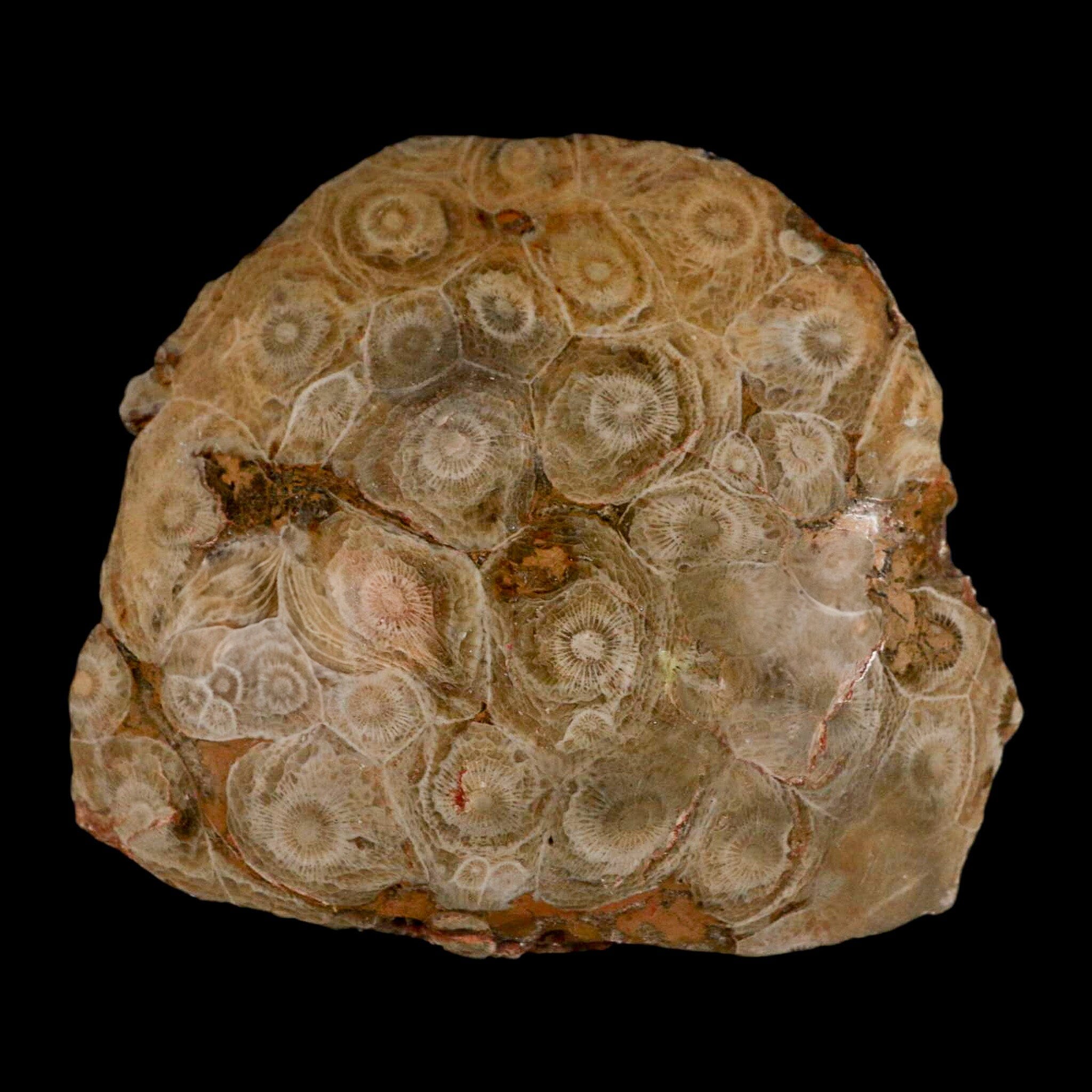 3.9" Polished Hexagonaria Coral Fossil Devonian Age 350 Million Yrs Old Morocco - Fossil Age Minerals