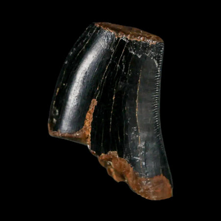 1" Tyrannosaurus Rex Fossil Tooth Section Lance Creek Cretaceous Dinosaur WY COA