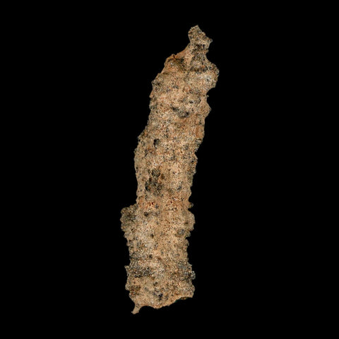 2.8" Fulgurite Petrified Lightning Strike Glass Sahara Desert Algeria - Fossil Age Minerals