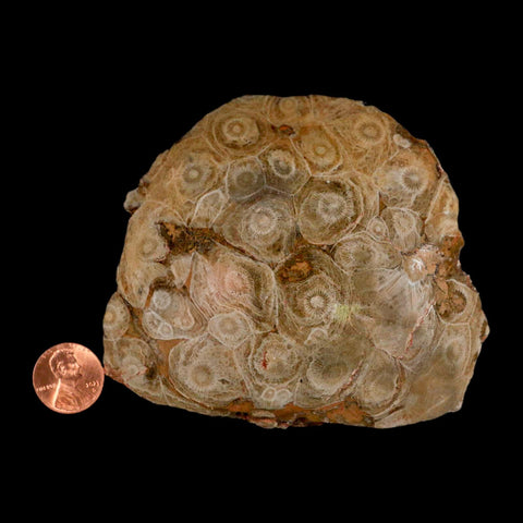 3.9" Polished Hexagonaria Coral Fossil Devonian Age 350 Million Yrs Old Morocco - Fossil Age Minerals