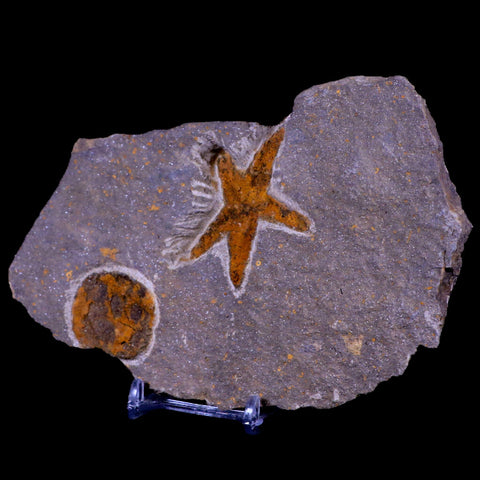 51MM Brittlestar Petraster Starfish Fossil Ordovician Blekus Morocco COA, Stand - Fossil Age Minerals