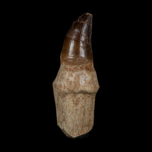 XL 4.1