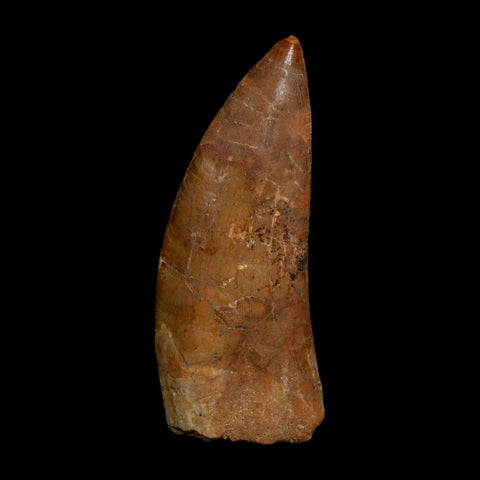 XL 4" Carcharodontosaurus Fossil Tooth Cretaceous Dinosaur Morocco COA