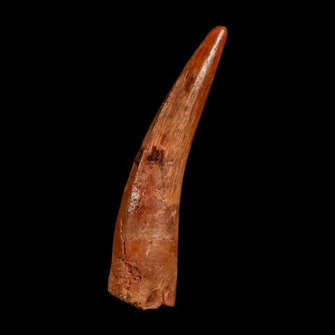 1.8" Spinosaurus Fossil Tooth 100 Million Years Old Cretaceous Dinosaur COA Stand