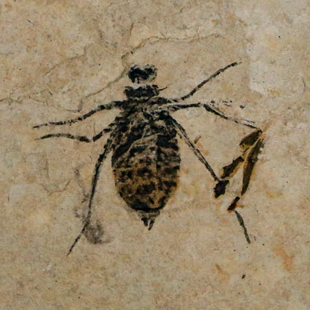 0.7" Dragonfly Larvae Fossil Libellula Doris Plate Upper Miocene Piemont Italy Display