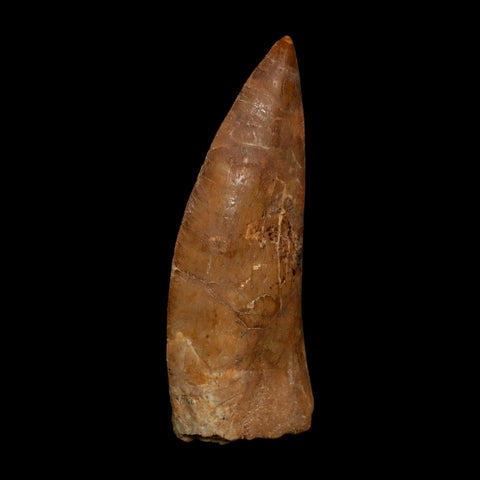 XL 4" Carcharodontosaurus Fossil Tooth Cretaceous Dinosaur Morocco COA