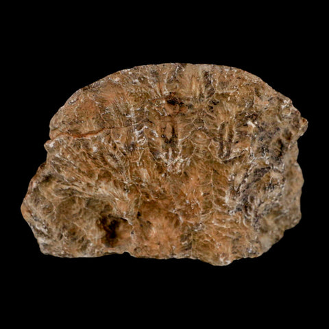 3.9" Polished Hexagonaria Coral Fossil Devonian Age 350 Million Yrs Old Morocco - Fossil Age Minerals