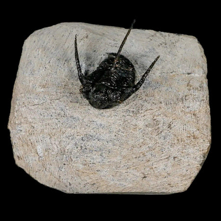 1.3" Cyphaspis Otarion Spiny Trilobite Fossil Devonian Age 400 Mil Yrs Old COA