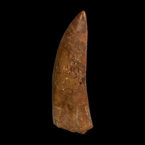 XL 4" Carcharodontosaurus Fossil Tooth Cretaceous Dinosaur Morocco COA