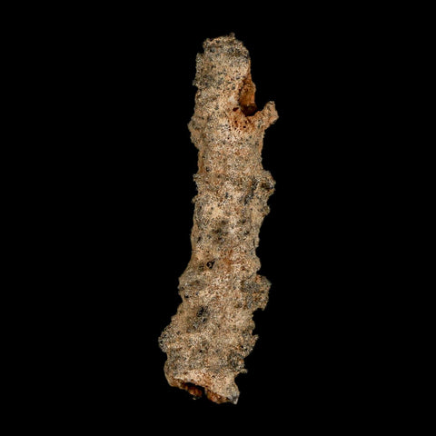 2.8" Fulgurite Petrified Lightning Strike Glass Sahara Desert Algeria - Fossil Age Minerals
