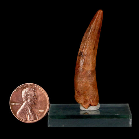 1.8" Spinosaurus Fossil Tooth 100 Million Years Old Cretaceous Dinosaur COA Stand