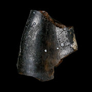 1" Tyrannosaurus Rex Fossil Tooth Section Lance Creek Cretaceous Dinosaur WY COA
