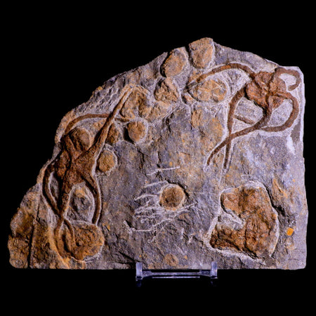 2 Two Brittlestar Ophiura Sp Starfish Fossil Ordovician Age Morocco COA & Stand