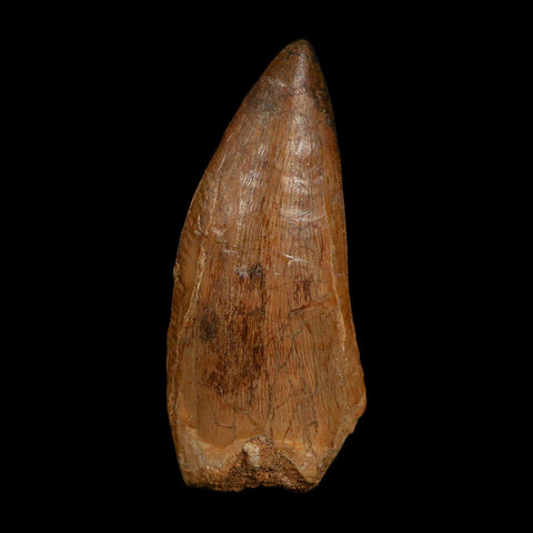 XL 3.6" Carcharodontosaurus Fossil Tooth Cretaceous Dinosaur Morocco COA