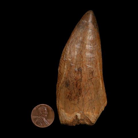 XL 3.6" Carcharodontosaurus Fossil Tooth Cretaceous Dinosaur Morocco COA