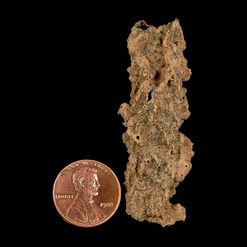 2.3" Fulgurite Petrified Lightning Strike Glass Sahara Desert Algeria - Fossil Age Minerals
