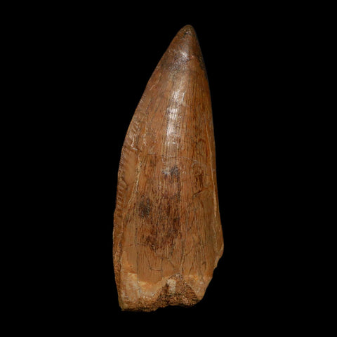 XL 3.6" Carcharodontosaurus Fossil Tooth Cretaceous Dinosaur Morocco COA