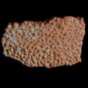 0.7" Megaloolithus Titanosaur Dinosaur Fossil Egg Shell Bouches Du Rhone France Display