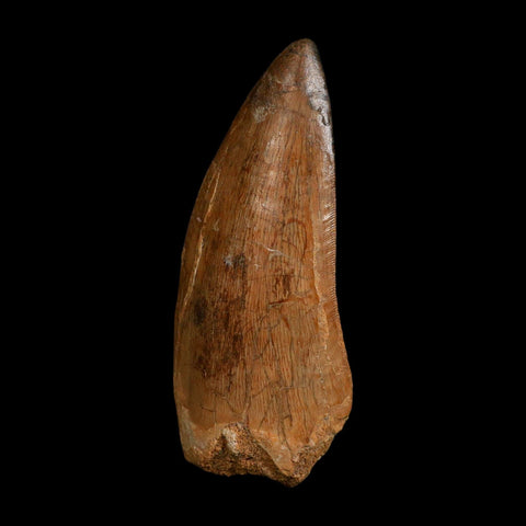 XL 3.6" Carcharodontosaurus Fossil Tooth Cretaceous Dinosaur Morocco COA