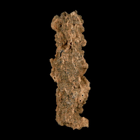 2.3" Fulgurite Petrified Lightning Strike Glass Sahara Desert Algeria - Fossil Age Minerals