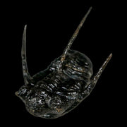 1.3" Cyphaspis Otarion Spiny Trilobite Fossil Devonian Age 400 Mil Yrs Old COA