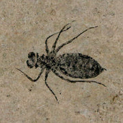 0.8" Dragonfly Larvae Fossil Libellula Doris Plate Upper Miocene Piemont Italy Display